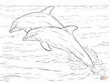 Coloring Dolphins Bottlenose Dolphin Pages Print Two Drawing Sea Atlantic Animal Realistic Printable Drawings Spinner Supercoloring Getdrawings sketch template
