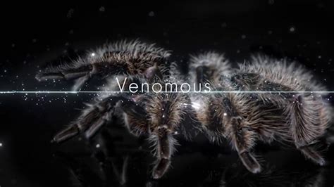 venomous youtube