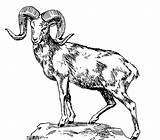 Sheep Coloring Bighorn Big Horned Clipart Mountain Pages Dall Rocky Ram Drawing Horn Clipground Drawings Easy Printable Print Kids Coloringpagebook sketch template