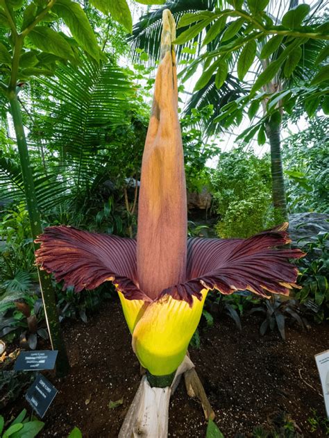 corpse flower facts twhy    stinky flower glossary