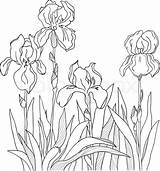 Iris Hortensien Sticken Irises Blumen Colourbox 123rf Gladiolus sketch template