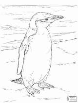 Penguin Coloring Pages Drawing Chinstrap African Penguins Getdrawings Realistic Drawings Supercoloring Pinguin sketch template