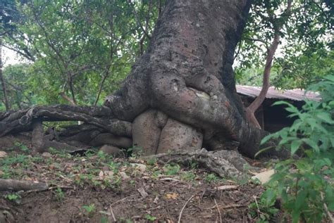 Sex Tree