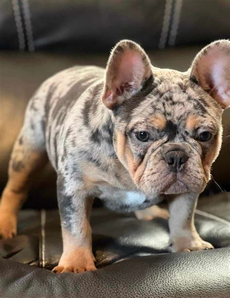 blue merle french bulldog  sale blue merle frenchie puppies