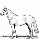 Stallion Hest Tegninger Tegning Ausmalbild Til Hopper Ausdrucken Hengst sketch template