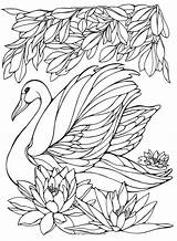 Cisne Heller Ruth Coloriage Swans Broderie Peacocks Faciles Quilling K5worksheets Duitang Colorir Oiseau Schwan Animaux Volwassenen Colorful sketch template