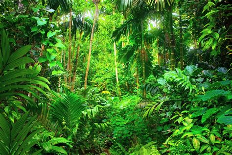 tropical trees die younger  hot temperatures earthcom