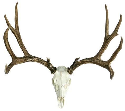 european mule deer mount cast horn designs