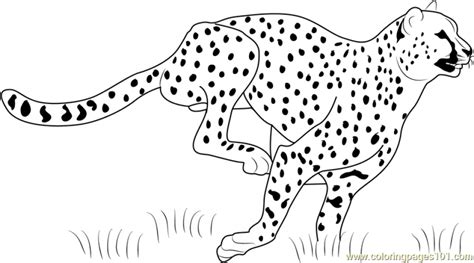 cheetah coloring pages printable msb