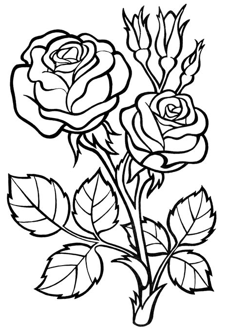 printable coloring pages  roses