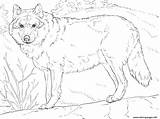 Wolf Coloring Pages Printable Grey Realistic Gray Adults Drawing Color Animals Print Sheets Mexican Adult Drawings Wolfs Forest Colouring Template sketch template