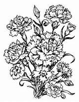 Carnation Flower Coloring Pages Printable Carnations Colouring Digital Two Drawings Drawing Getcolorings Blue Print Color Stencil Getdrawings Choose Board Beautiful sketch template