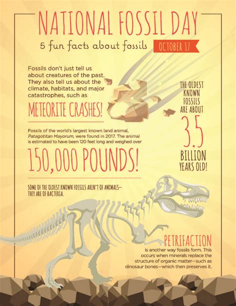 fun facts  fossils la petite academy