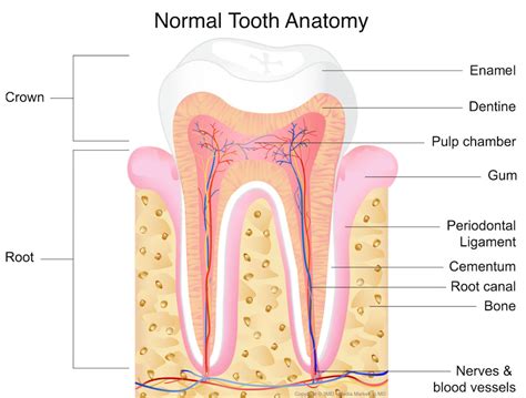 tooth trauma  nerve damage  teeth southlake endodontics