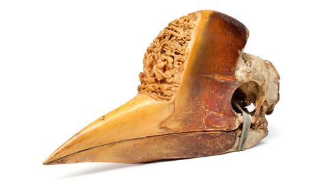 rare helmeted hornbills   black market audubon