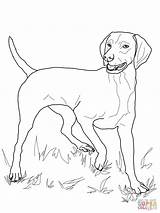 Vizsla Coloring Pages Dog Printable Drawing Dogs Coon Colouring Color Puppy Coonhound Supercoloring Adult Sheets Redbone Book Animals Patterns Drawings sketch template