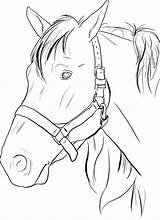 Coloring Horses Pages Print Ribbon Heads Popular sketch template