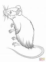 Mouse Coloring Mice Pages Sketch Standing Drawing Pencil Dormice Drawings 77kb sketch template