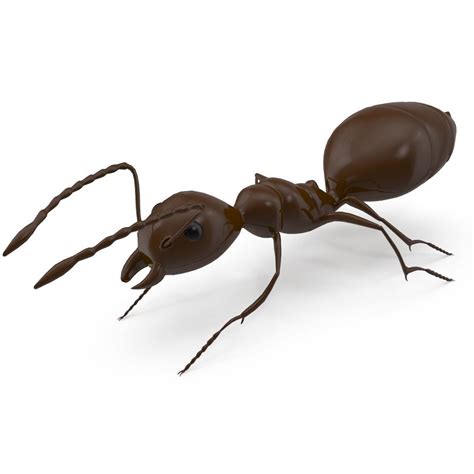 ant model chocolate 3d model cgtrader