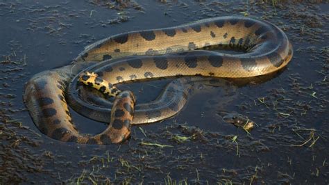 Watch Anaconda Queen Of The Serpents Videos Online National