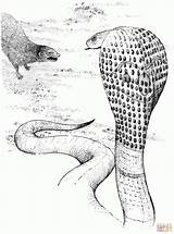 Cobra Mongoose Dibujo Realista Mangosta Designlooter Reptiles sketch template