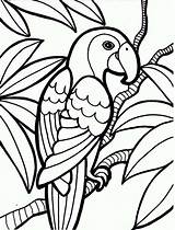Coloring Parrot Rainforest Printable Bird sketch template