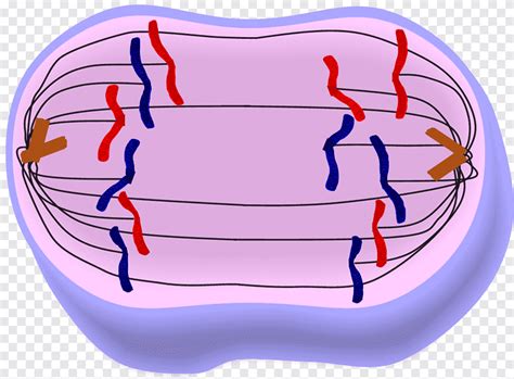 mitosis jeopardy template