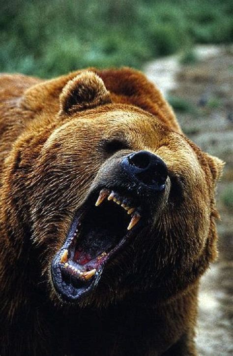 bearangrywildanimalsvideo grizzly bear bear animals beautiful
