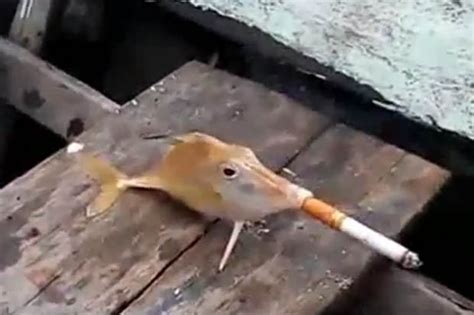 fish smoking cigarettes  amuses bystanders  critics label