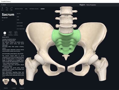 bones vertebral column sacrum anatomy physiology