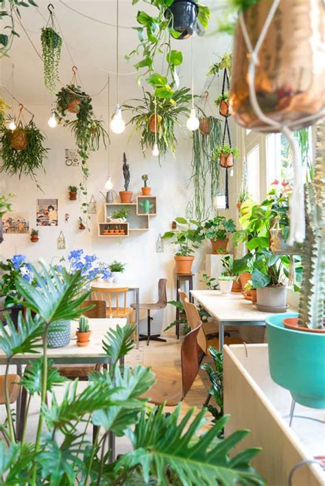 ideas    display indoor plants harmoniously