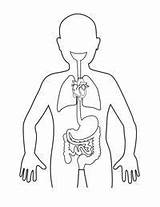 Organs Digestivo Aparato Grados Silueta Aula Ciencia Infantes sketch template