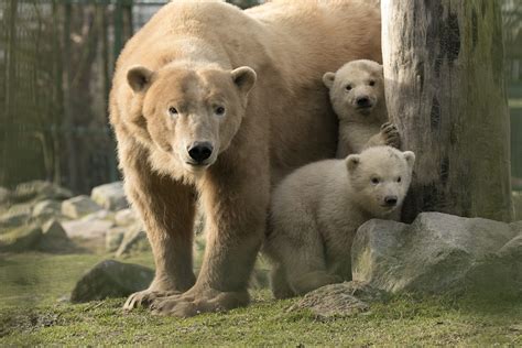 ijsbeer dieren van dierenrijk de familiedierentuin