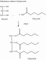 Triglyceride Dehydration Formed Study Acids sketch template