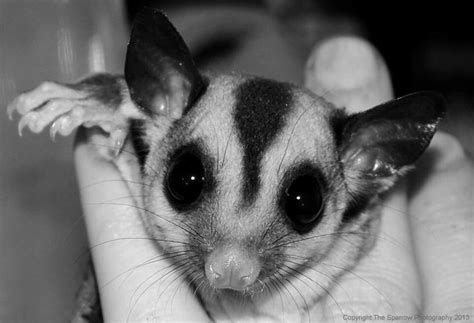 images  sugar glider cuteness  accessories  pinterest touring princesses