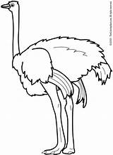 Ostrich Coloring Pages Clip Clipart Printable Kids Preschool Animals Colouring Color 20clipart Getcolorings Clipartpanda Contingent Printables Other Lightupyourbrain Kindergarten sketch template