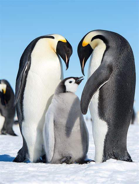 fileemperor penguins jpg wikimedia commons