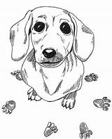 Dachshund Sausage Dogs Dackel Puppy Dachshunds Colorir Adults Wiener Salchicha Applikationen Hunde Ausmalbilder sketch template