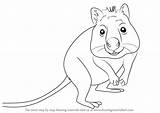 Quokka Draw Step Drawing Drawingtutorials101 Previous Next Animals sketch template