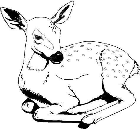 fawngif  deer coloring pages animal coloring books