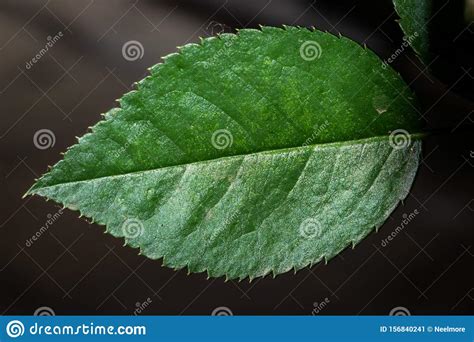 single rose leaf  dark background stock image image  closeup single