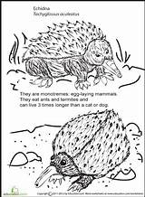Echidna Designlooter Lay Mammals sketch template