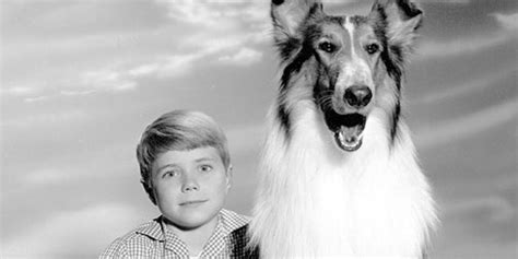 1000 Images About Lassie Tv Show On Pinterest