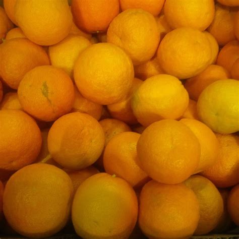 seville oranges  northampton grocer