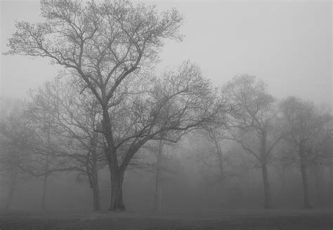 tree  black  white photograph  james jones fine art america