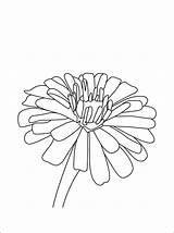 Zinnia Coloring Pages Flower Printable Print Designlooter Border Sheets 750px 82kb Template 1coloring sketch template