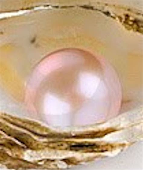 beautiful pink pearl  shell irises pale pink pink  gold pearl