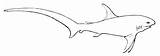 Thresher Requins Renards Coloriages sketch template