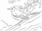 Mockingbird Trunk Northern Sinsonte Imprimir sketch template