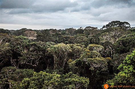 trip   amazon rainforest travel blog culture